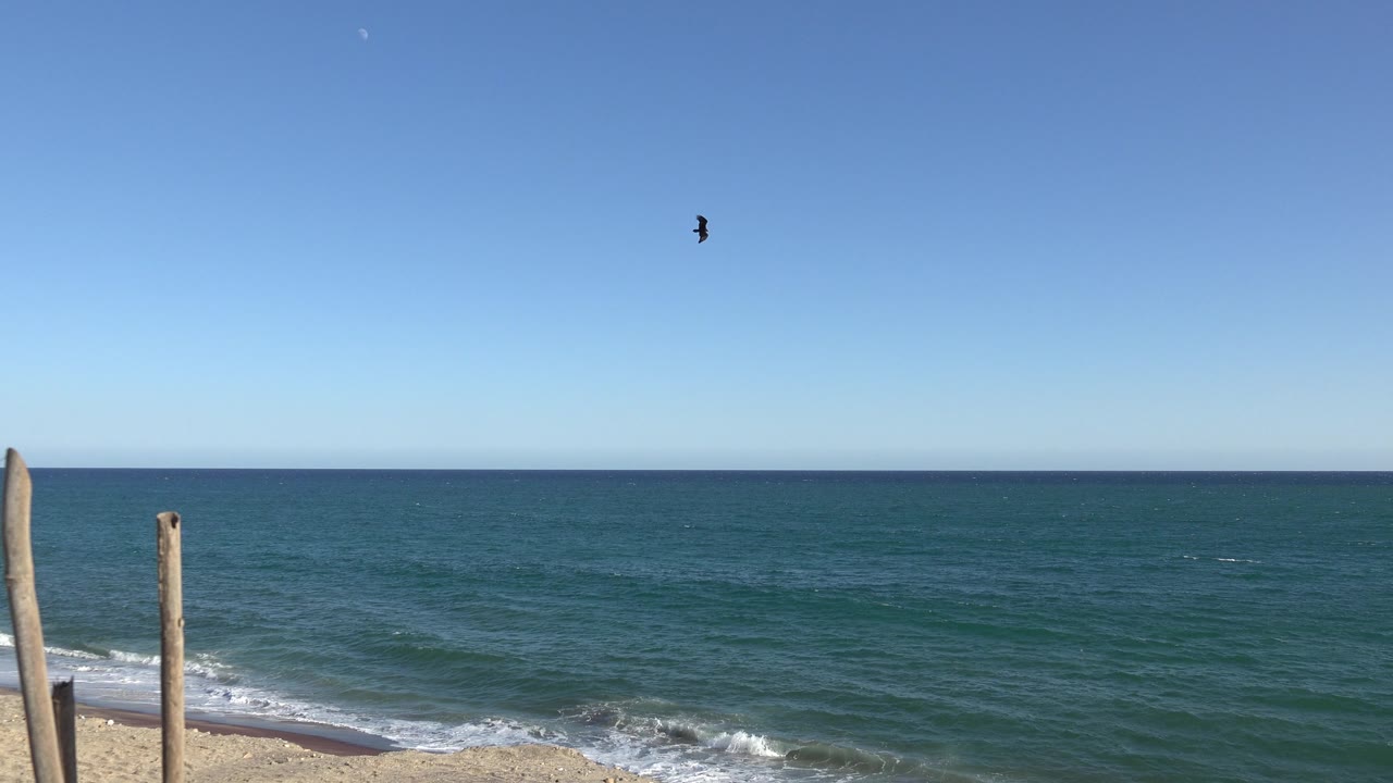 Bird near open sky over waves and shore