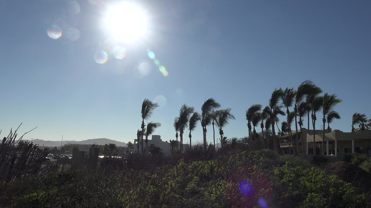 Bright sun over palms, shrubs, low buildings, and distant hills.