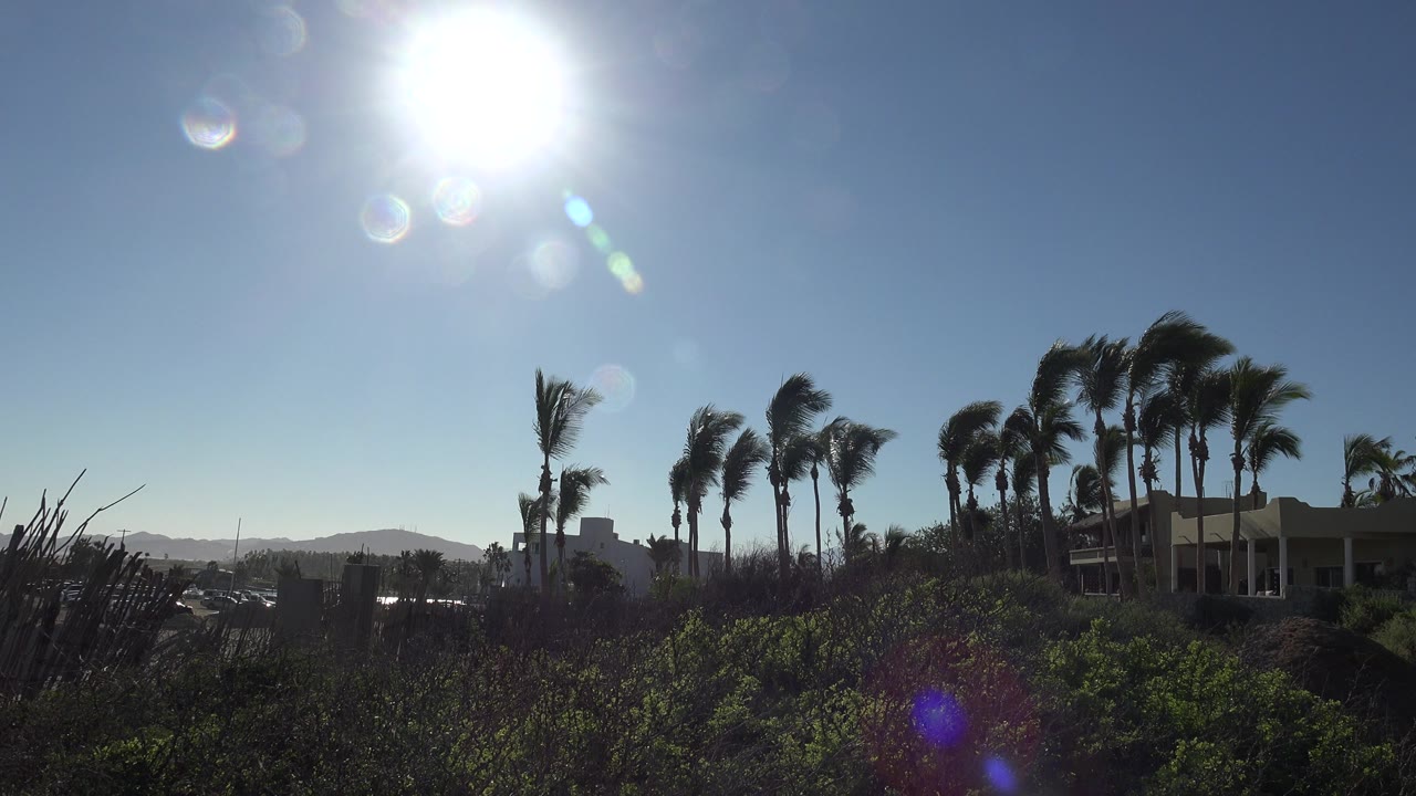 Palm trees and shrubs under bright sun flare.