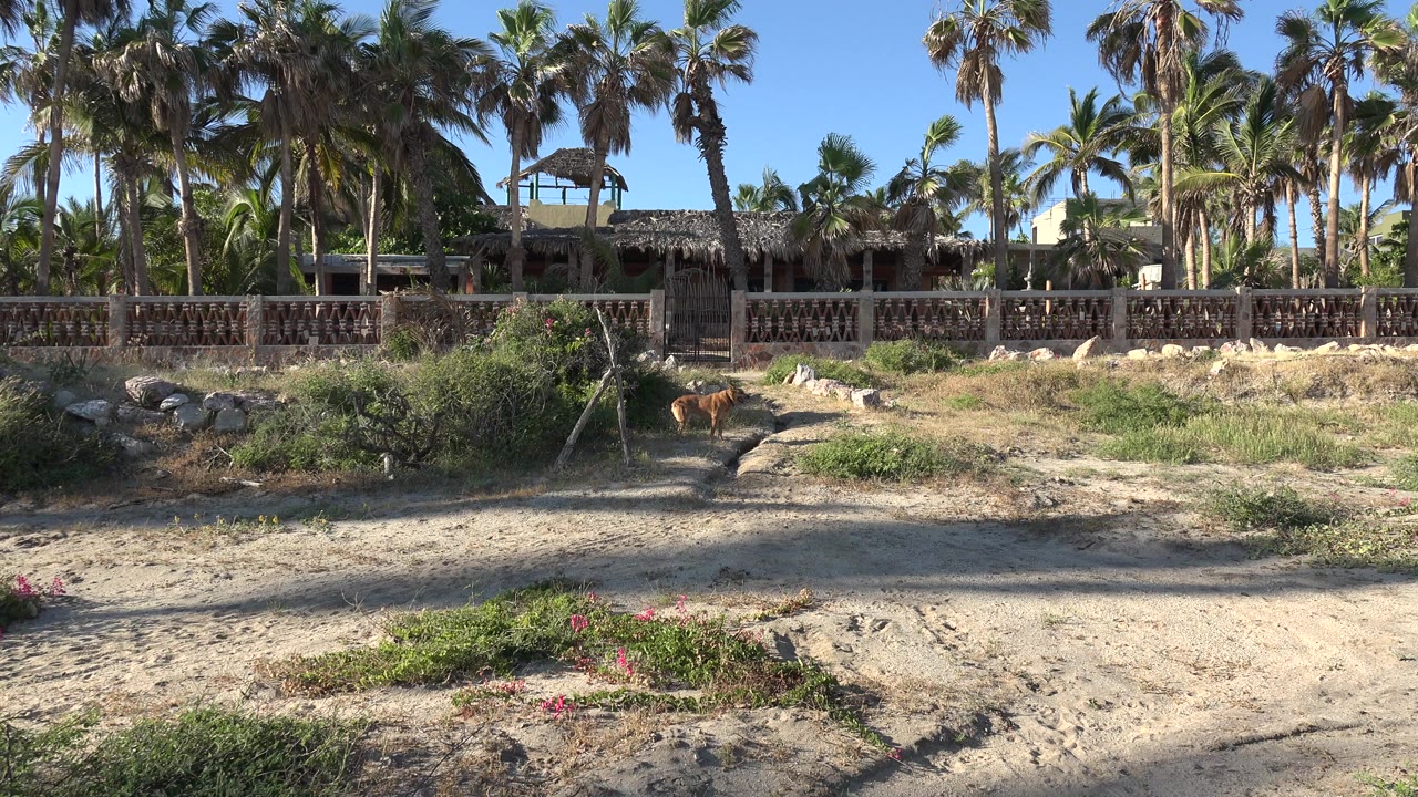 Palm-lined fenced house beyond sandy scrub ground
