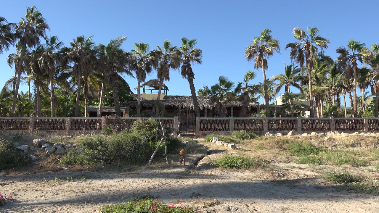 Palm-lined wooden resort exterior with sandy foreground and a dog near the lower left.