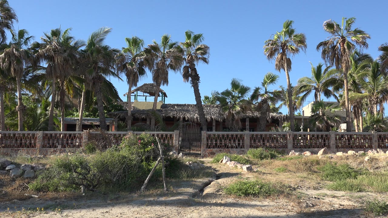 Palm trees behind a low fence and sandy foreground