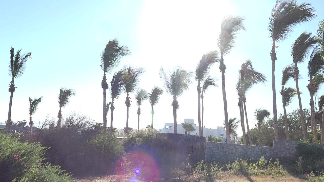Tall palm trees in Grand Junction, Colorado bend against a bright blue sky above shrubs, dry ground, a stone wall, and distant buildings, with no visible people.