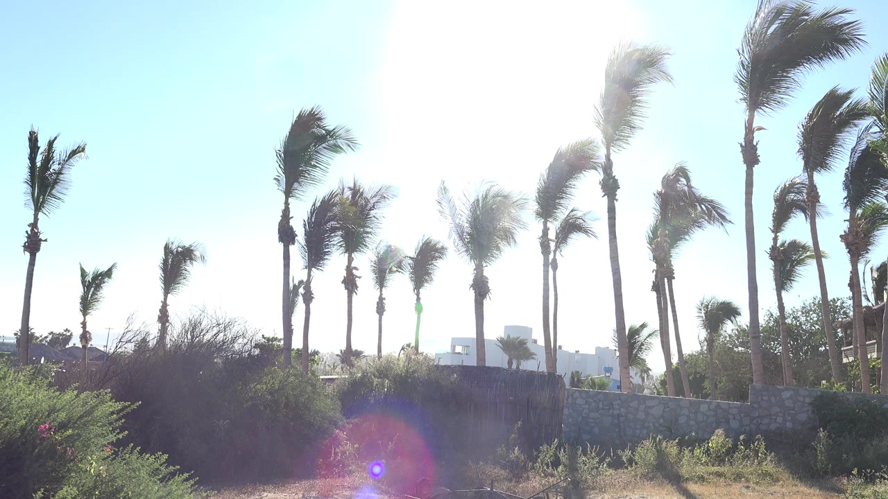 Backlit palm trees in Grand Junction, Colorado lean in the wind above low shrubs and a wall, while a purple lens flare sits near the bottom of the frame and no people are visible.