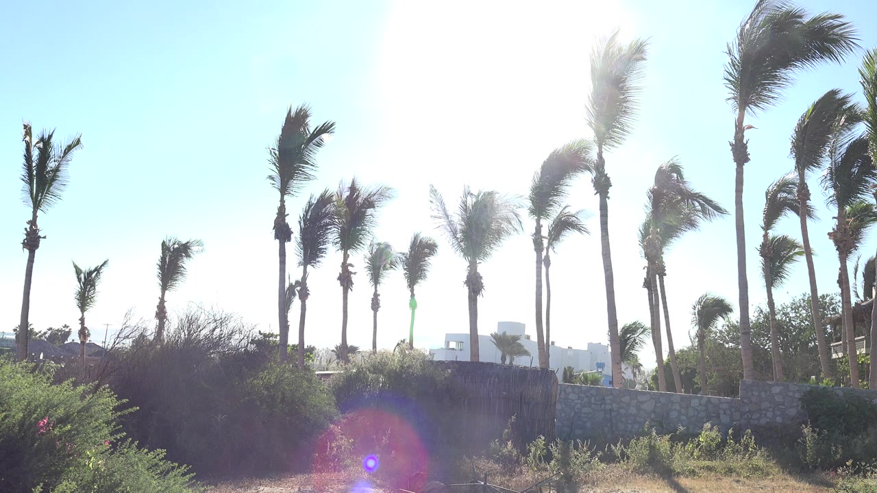 Opening frame of palm trees in Grand Junction, Colorado bending in bright sun above shrubs, dry grass, and a low stone wall, with no visible people.