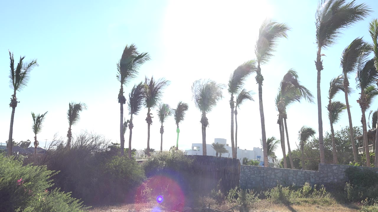 Tall palms and shrubs under harsh midday light with lens flare.