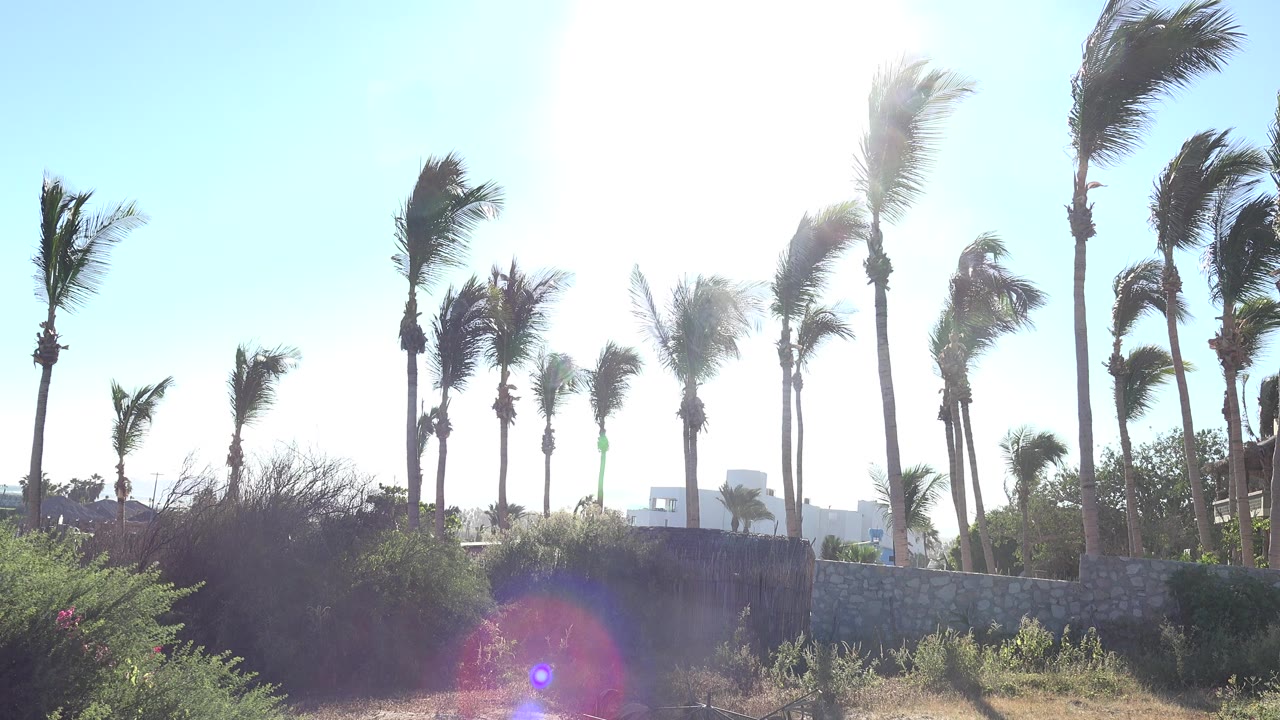 Backlit palm trees over shrubs and sandy ground under a clear sky.