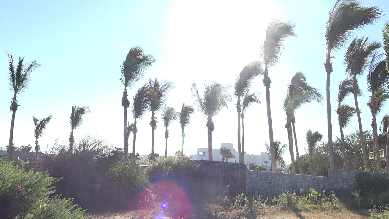 Wind-bent palm trees above shrubs and a low wall in bright sun.
