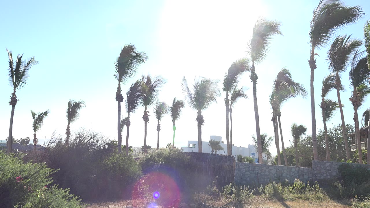 At 0:01, the palm fronds lean across the bright sky above dry landscaping, a low wall, and distant buildings in Grand Junction, Colorado, with no visible people.