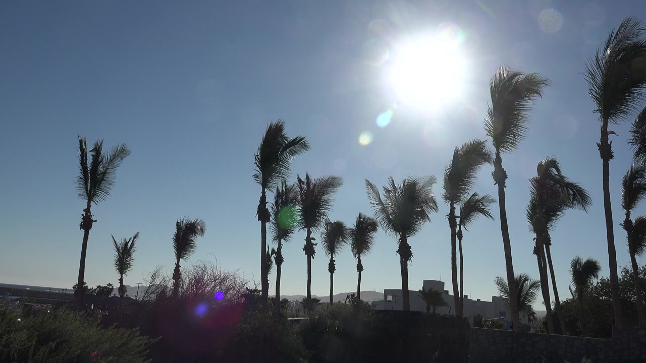 At 0:00, tall palm trees in Grand Junction, Colorado stand against a clear blue sky with a blown-out sun high in frame and no visible people.