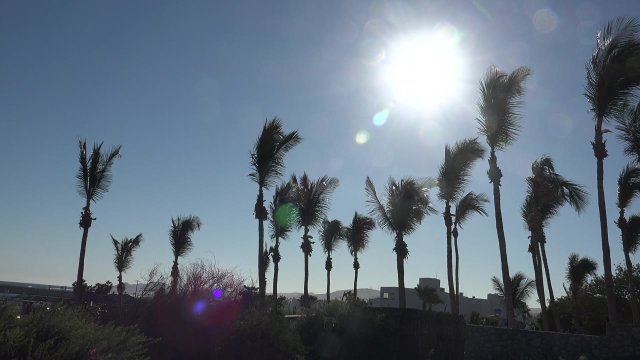Tall palms under a high white sun with a blue sky background