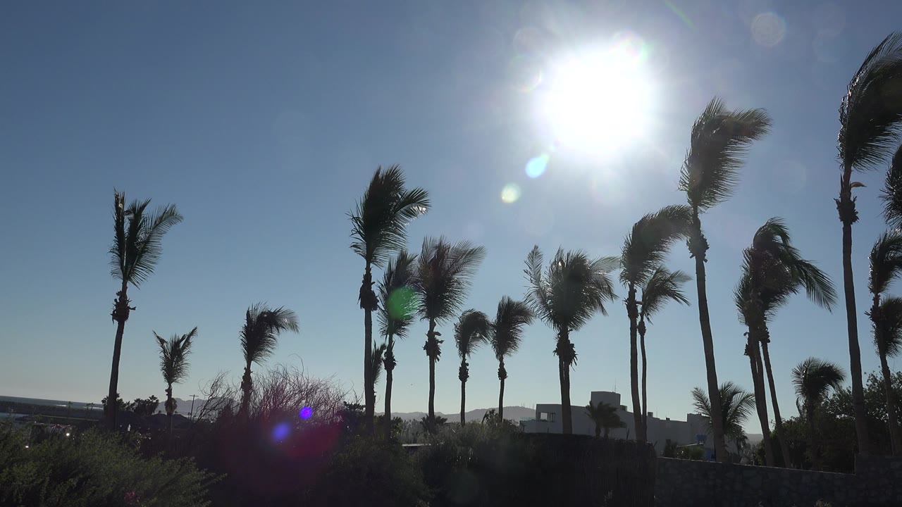 Backlit palm trees in Grand Junction, Colorado, stand against a blue sky with the sun high near the top of frame, lens flare near the lower center, distant water low on the horizon, and no visible people.