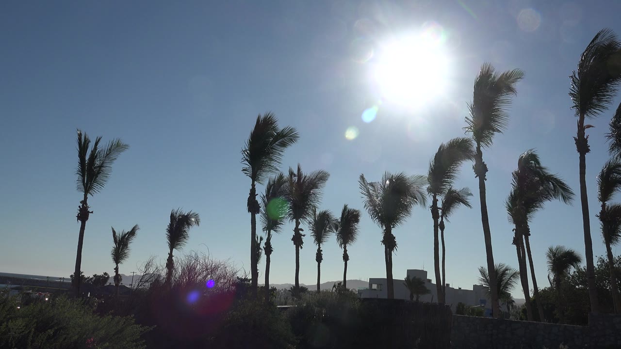 Palm trunks and fronds below a blown-out midday sun.