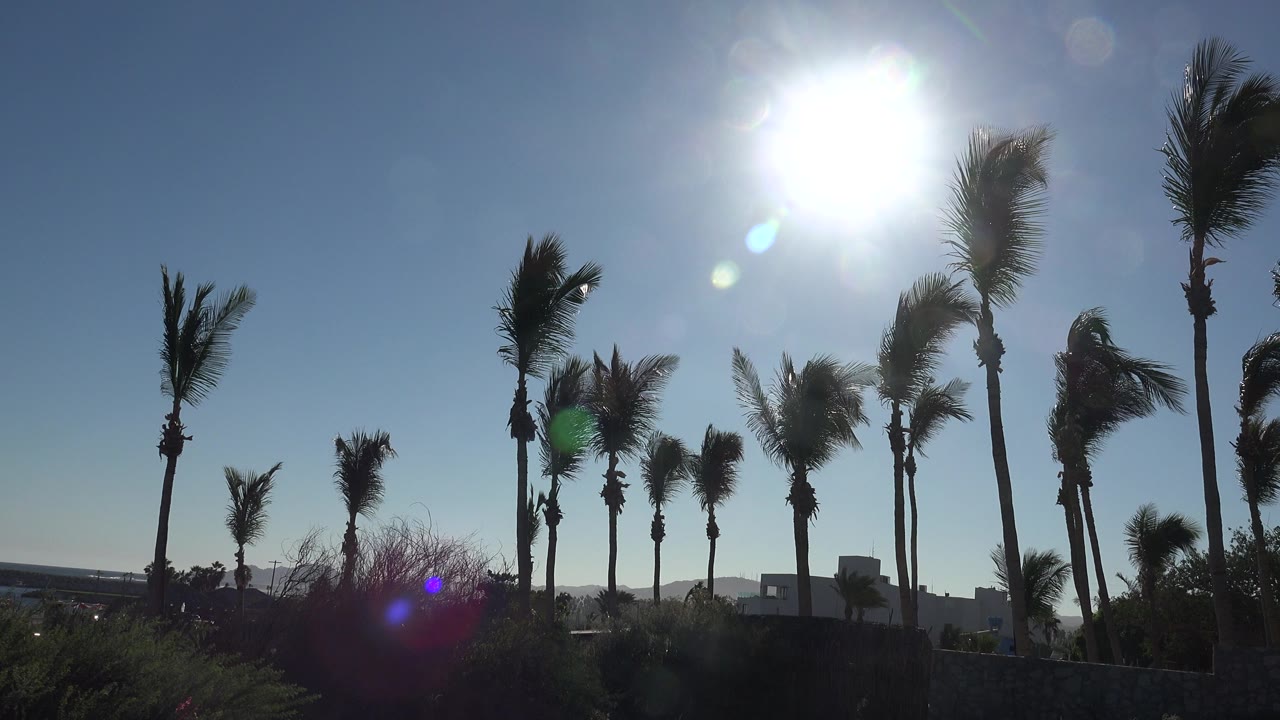 Backlit palm trees and low shrubs in Grand Junction, Colorado, with the sun high near the top of frame and no visible people.