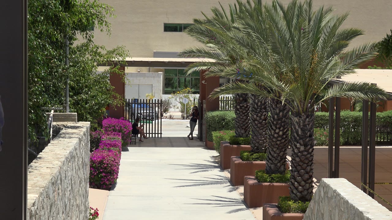Sunny walkway lined with palms, pink flowers, stone walls, and a black gate.
