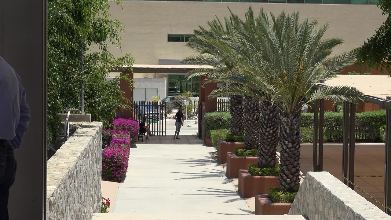 Opening frame of a Cabo San Lucas resort walkway with a large palm centered, magenta flowers along the path, stone walls, gate fencing, and small distant people near the entry.