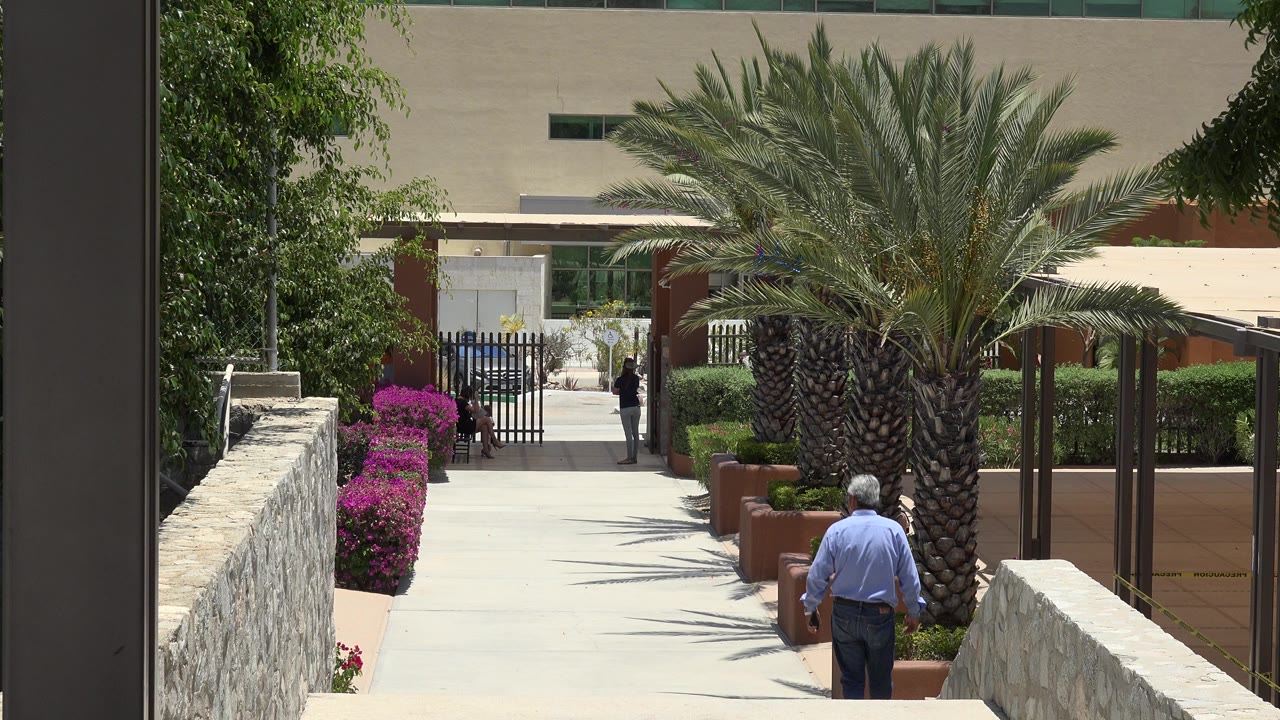 In Cabo San Lucas, Mexico, a grey-haired man in a light blue shirt walks away at the lower center of a sunlit walkway lined with stone walls, purple flowers, planters, and palm trees.
