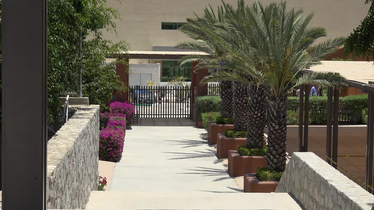 One second into the clip, the Cabo San Lucas path remains centered between stone walls, with the palm canopy filling the upper frame and no visible people.