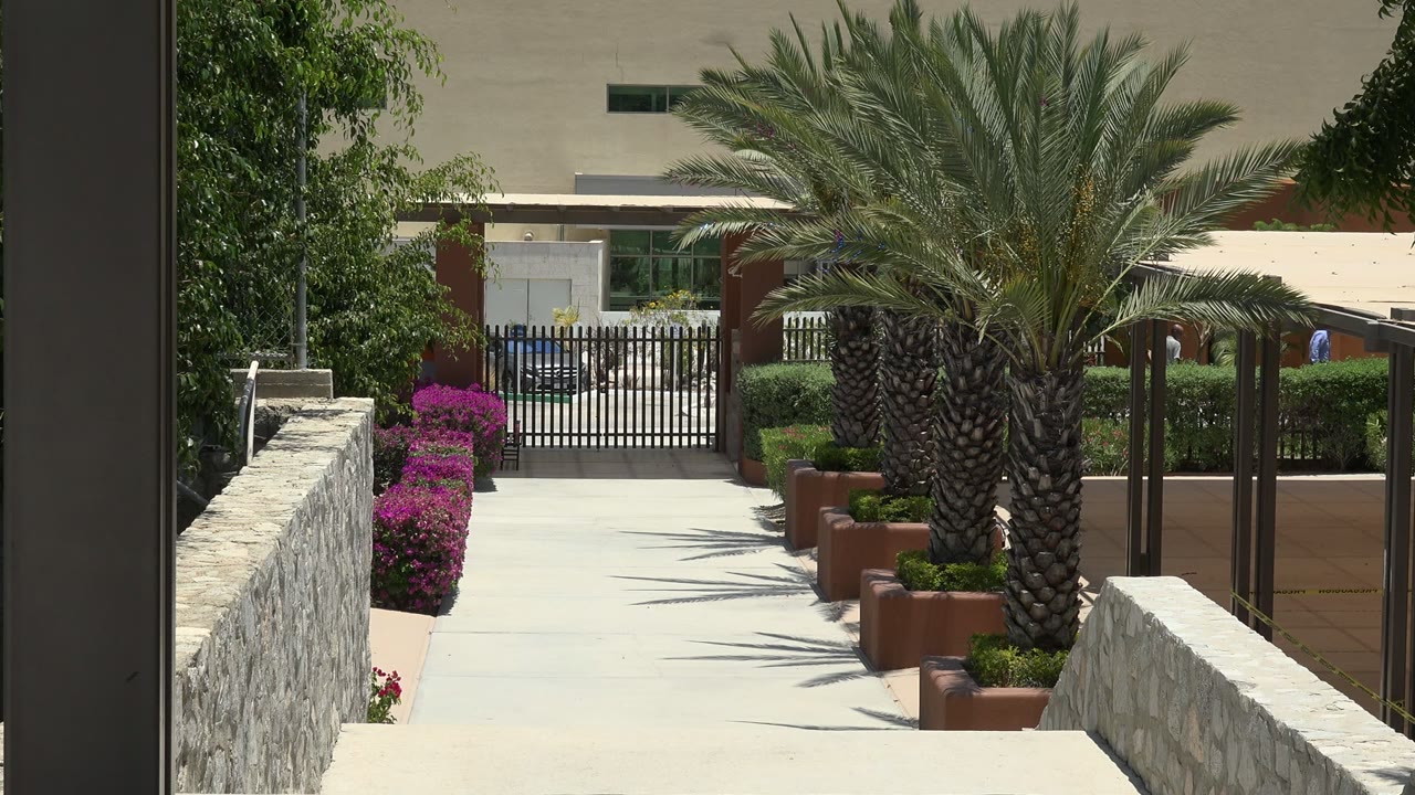 Second frame of the Cabo San Lucas exterior path, with the large palm centered, flowering shrubs on the left, planters on the right, and no visible people.