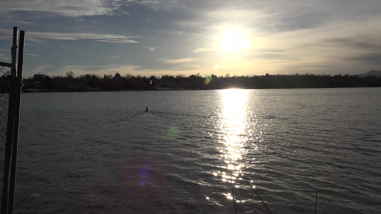 Duck on open lake water with sunset glare and distant trees.
