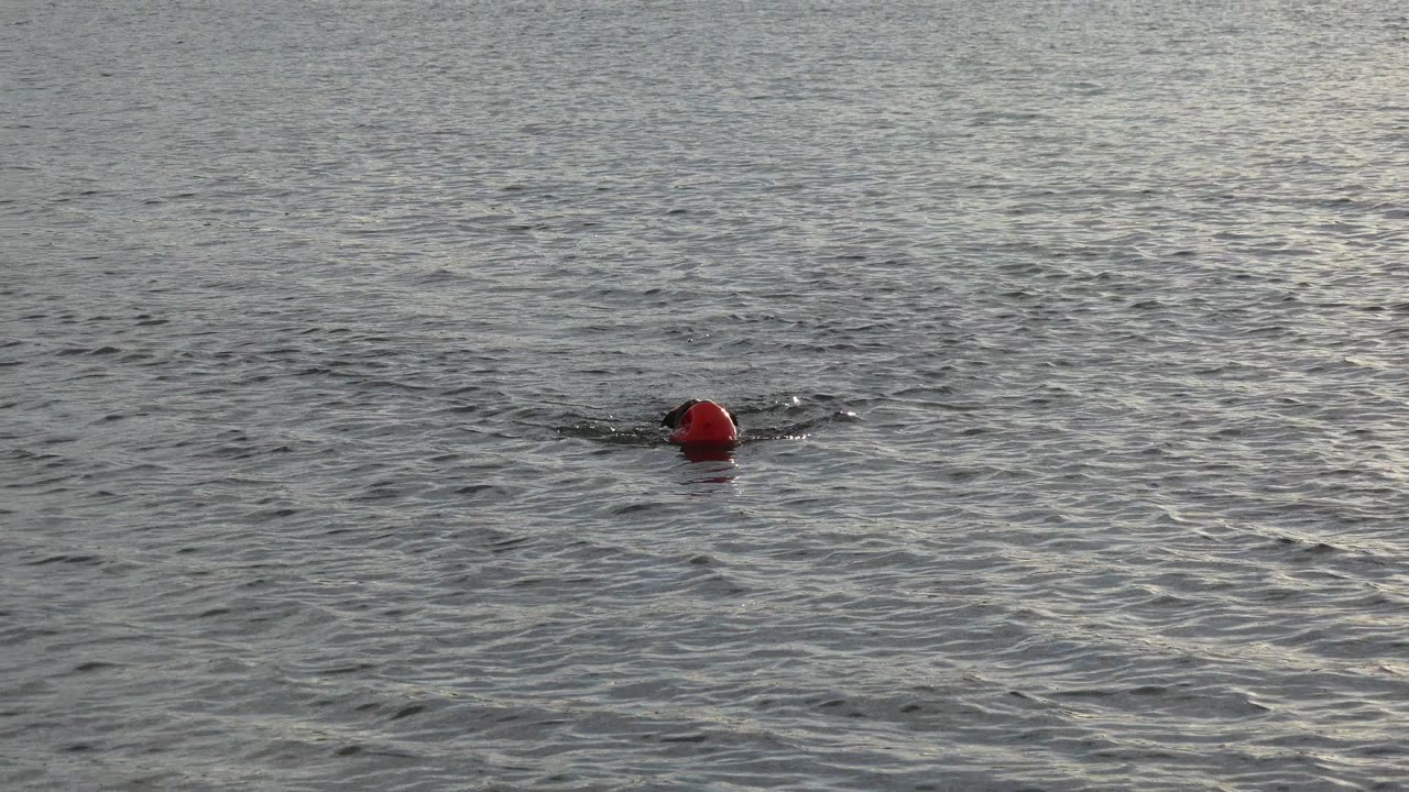 Tan dog swimming toward an orange ball in rippled water
