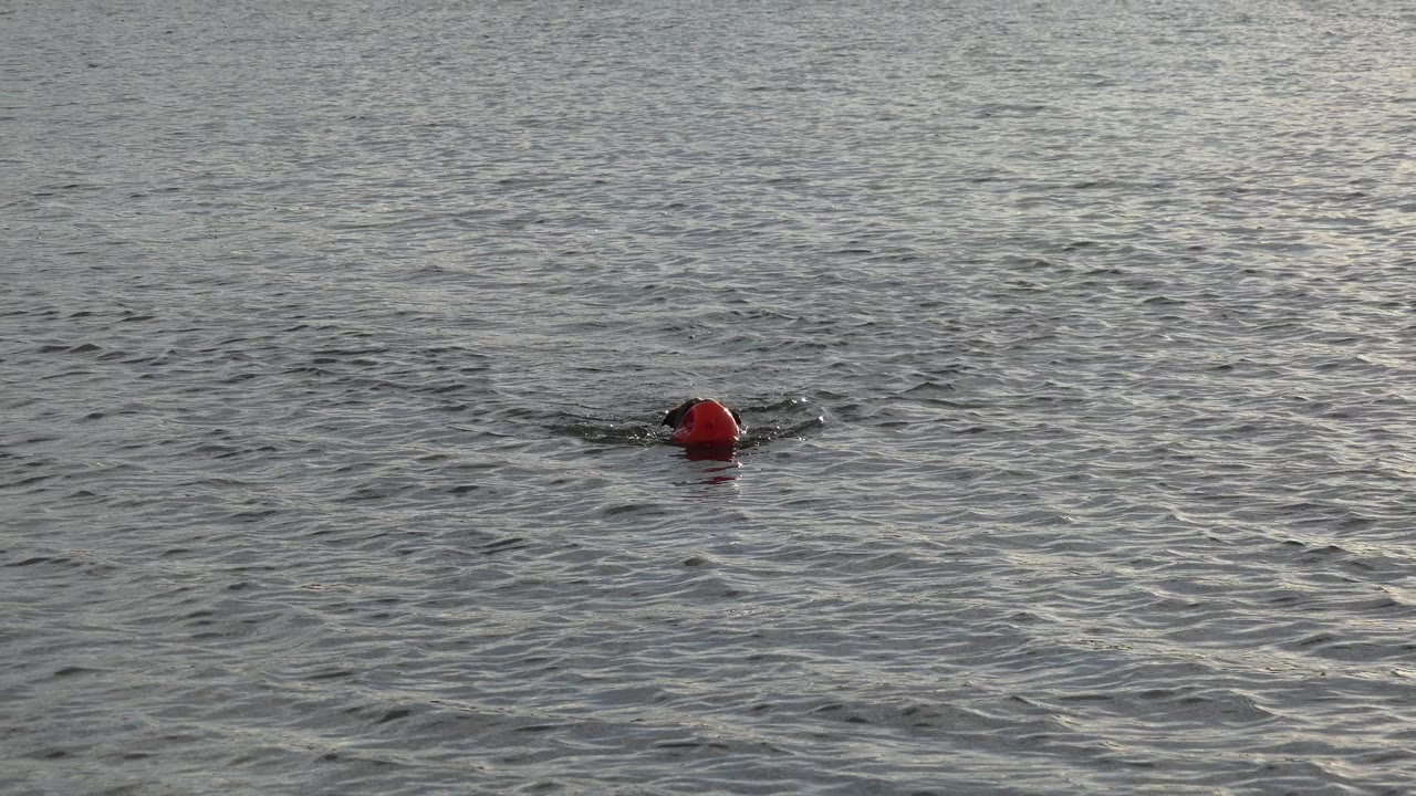 The orange ball sits near the center of the water as the tan dog follows behind it in Westminster, Colorado, with no visible people.