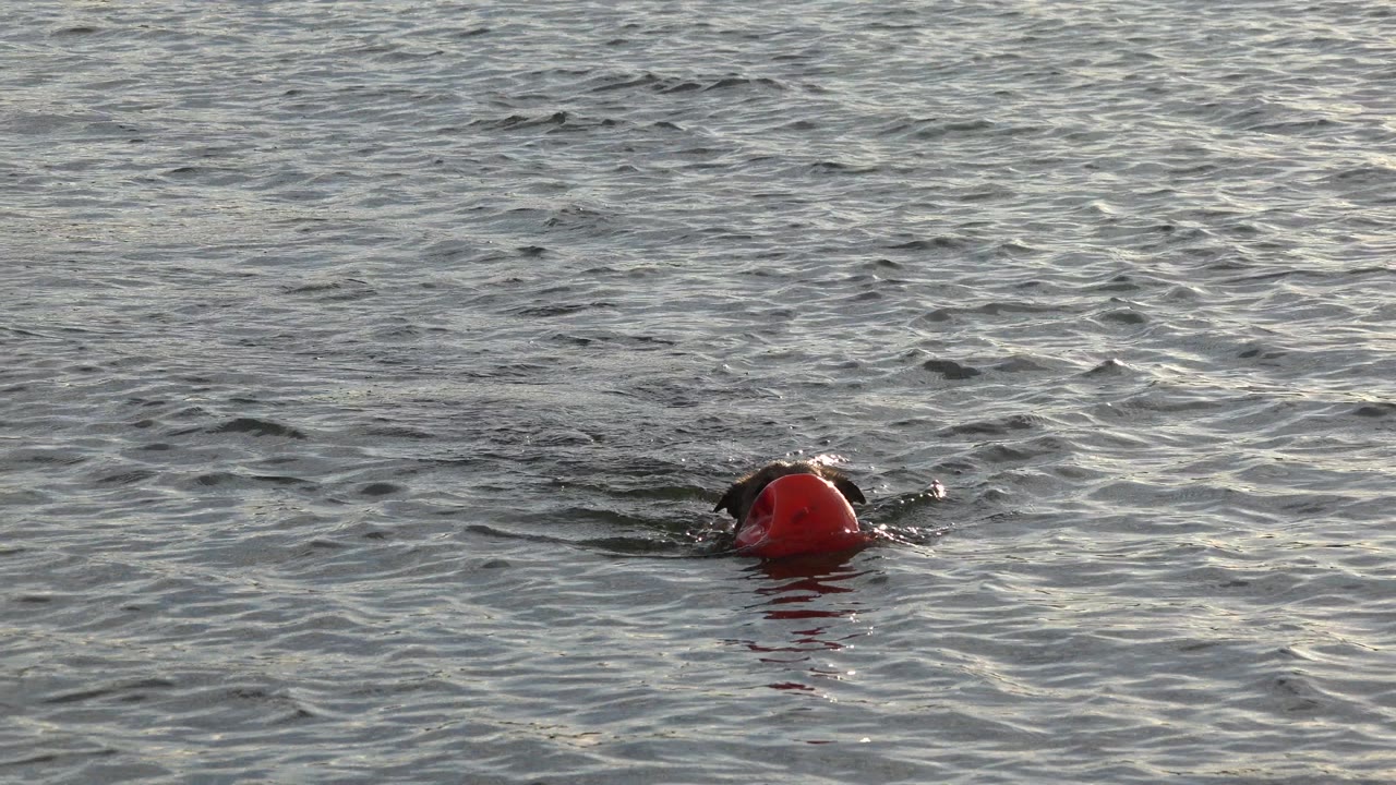 A small dark dog swims beside a red floating toy in rippled lake water in Westminster, Colorado, with no visible people.