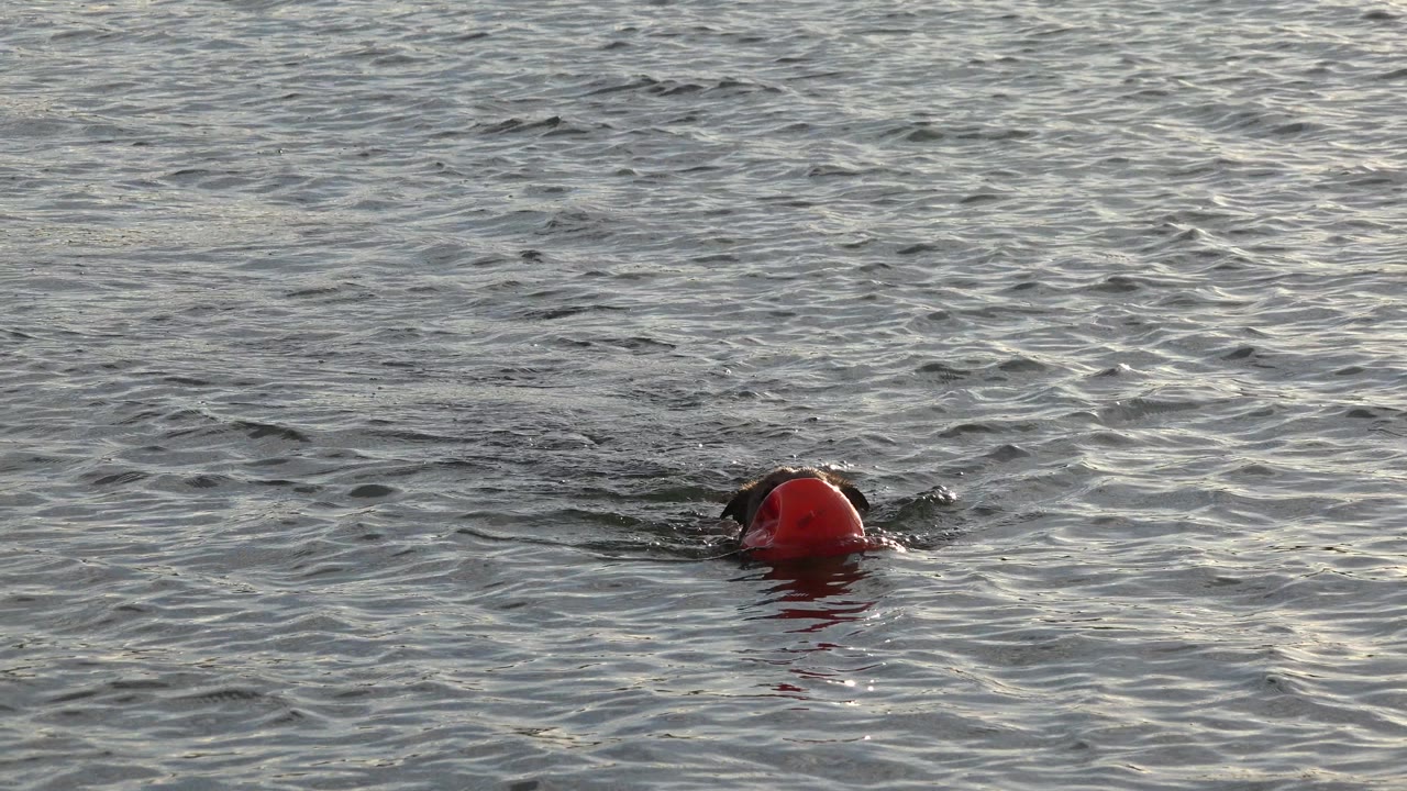 The dog remains partly submerged near the red toy as gray-blue ripples fill the frame in Westminster, Colorado, with no visible people.