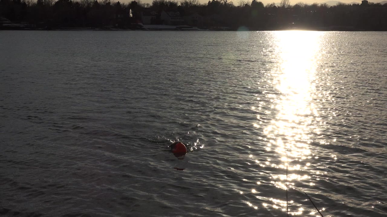 At 0:00, a dog swims near a red floating toy in rippled water in Westminster, Colorado, with a bright sun reflection on the surface and no visible people.