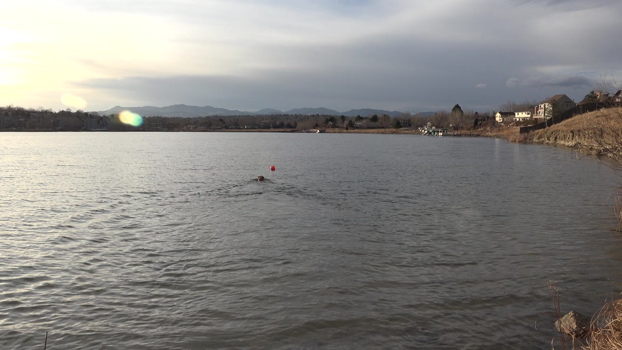 At 0:00, a small animal swims through rippled water in Westminster, Colorado, with a red floating object ahead, bright sun glare on the left, distant hills, shoreline houses, and no visible people.