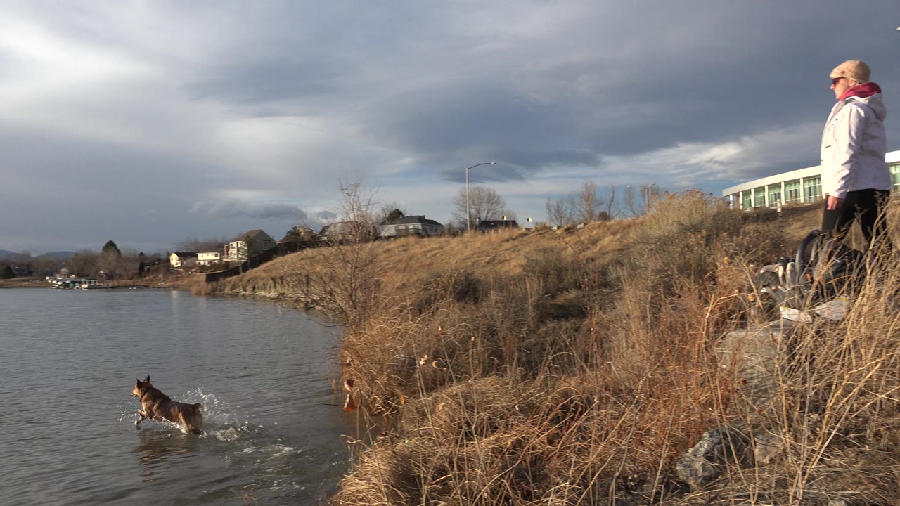 In Westminster, Colorado, the dog moves farther into the lake beside the dry shoreline while the standing person remains visible at the top of the bank.