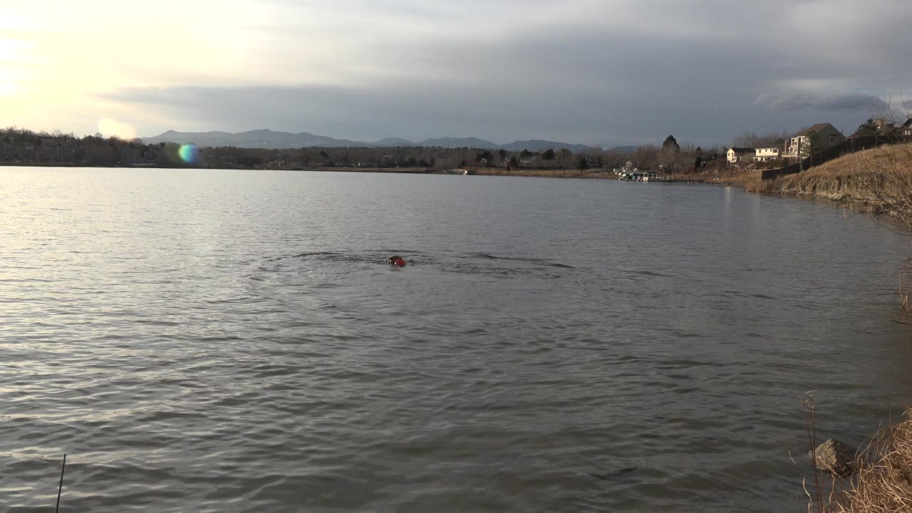 At the start of the Westminster, Colorado clip, a small dark swimmer or object with a red spot sits low in gray lake water, with distant homes, hills, and no visible people.
