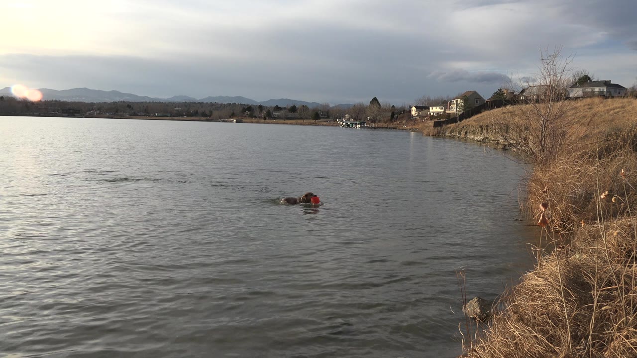 Dog swimming in a pond near a dry grass shoreline under cloudy sky.