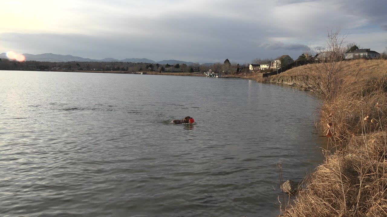 The dog remains low in the Westminster pond water, with small ripples trailing behind it, dry shoreline brush on the right, distant hills, and no visible people.