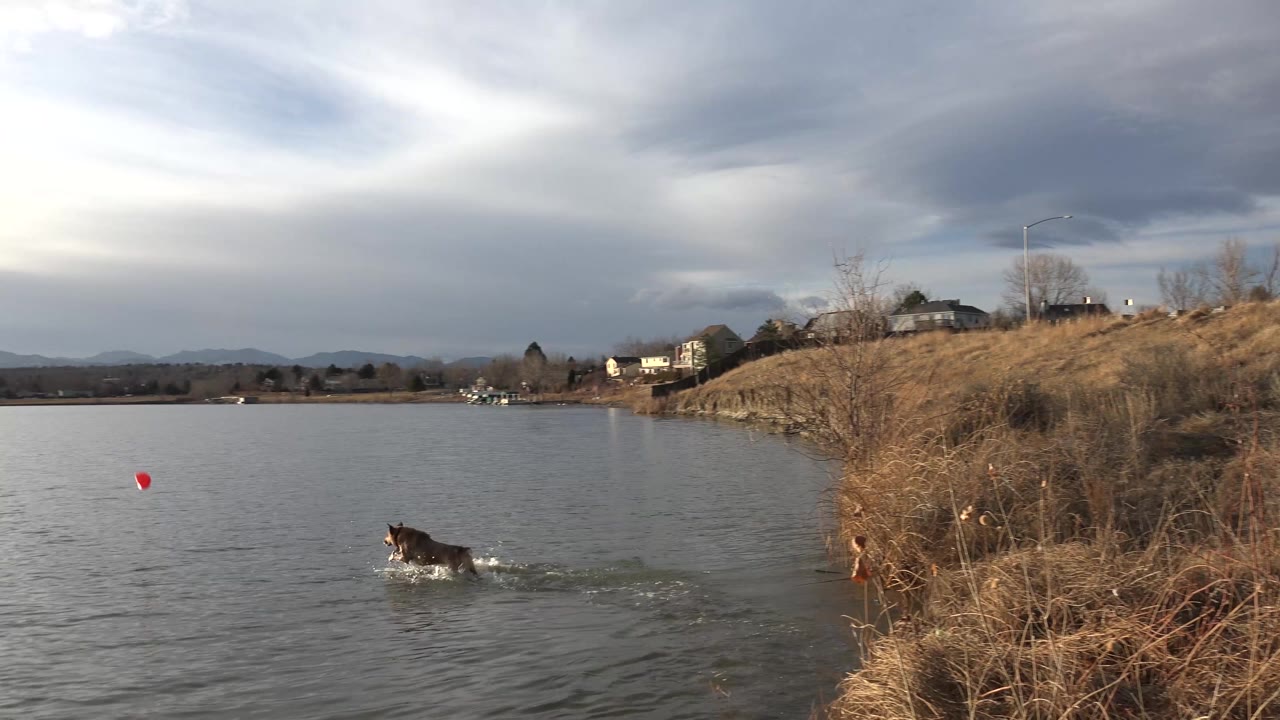 A black dog swims in Westminster, Colorado lake water near a red floating object, with dry reeds on the right bank, houses on a low rise, distant hills, cloudy light, and no visible people.