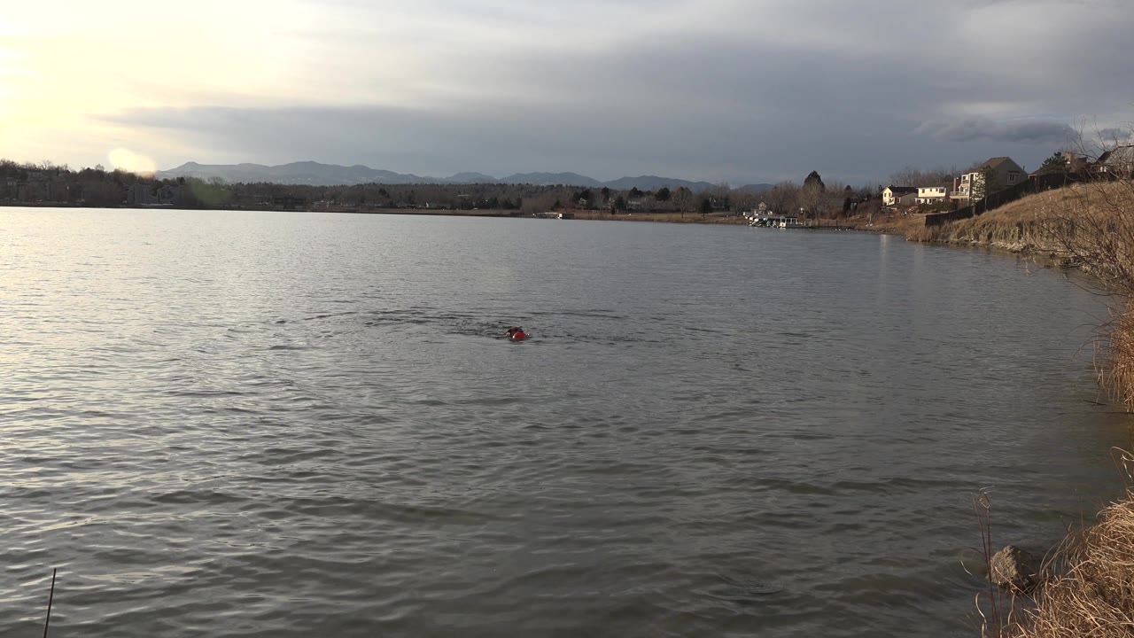 At the start of the clip, a brown dog is small in the gray pond water in Westminster, Colorado, with dry grasses at the right bank, distant houses, low mountains, and no visible people.