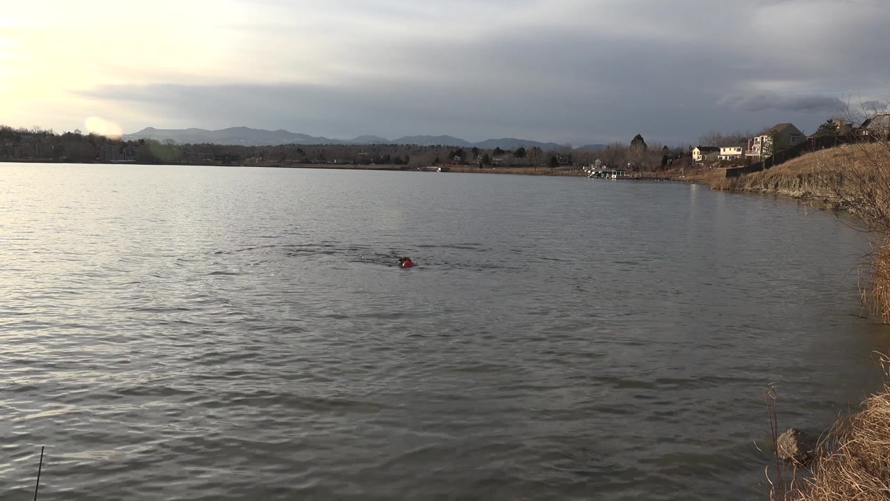 The dog remains distant in the Westminster pond, with a small red object visible near its head, ripples spreading across the water, pale light at left, and no visible people.