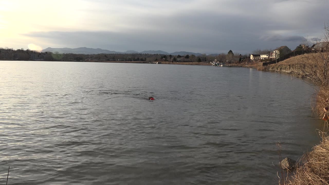 The dog appears slightly right of center in the Westminster, Colorado pond, with textured gray water, a brushy bank on the right, far houses, dark cloud cover, and no visible people.