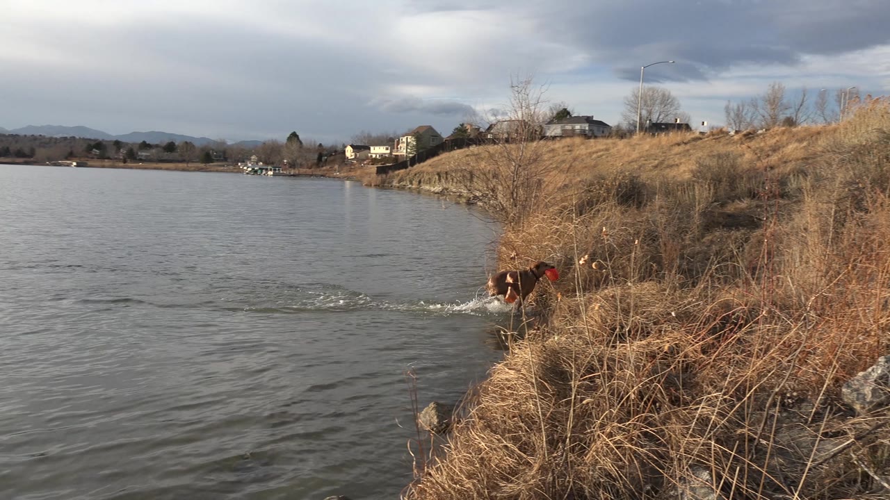 Brown dog at the lakeshore beside dry grass and open water.