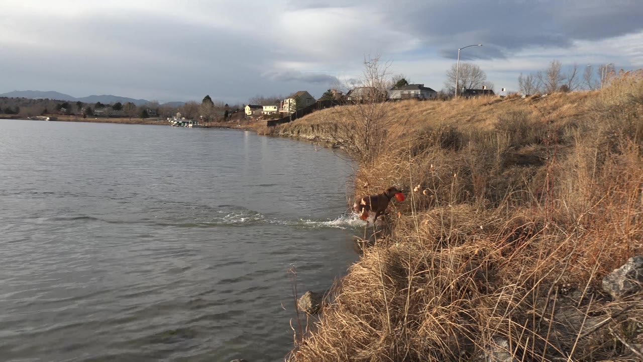 The brown dog is closer to shore in Westminster, Colorado, with small ripples behind it, dry brush in the foreground, and homes under heavy clouds in the distance.