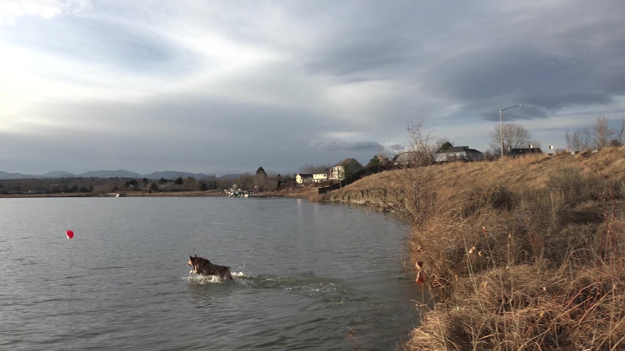 A dark dog enters the lake near the right shoreline in Westminster, Colorado, moving toward a red floating object, with dry grasses, distant houses, cloudy sky, and no visible people.