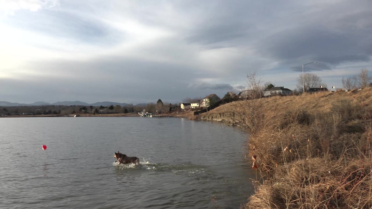 The dog is farther into the Westminster, Colorado lake, swimming across rippled water toward the red object while houses and a grassy bank remain in the background, with no visible people.