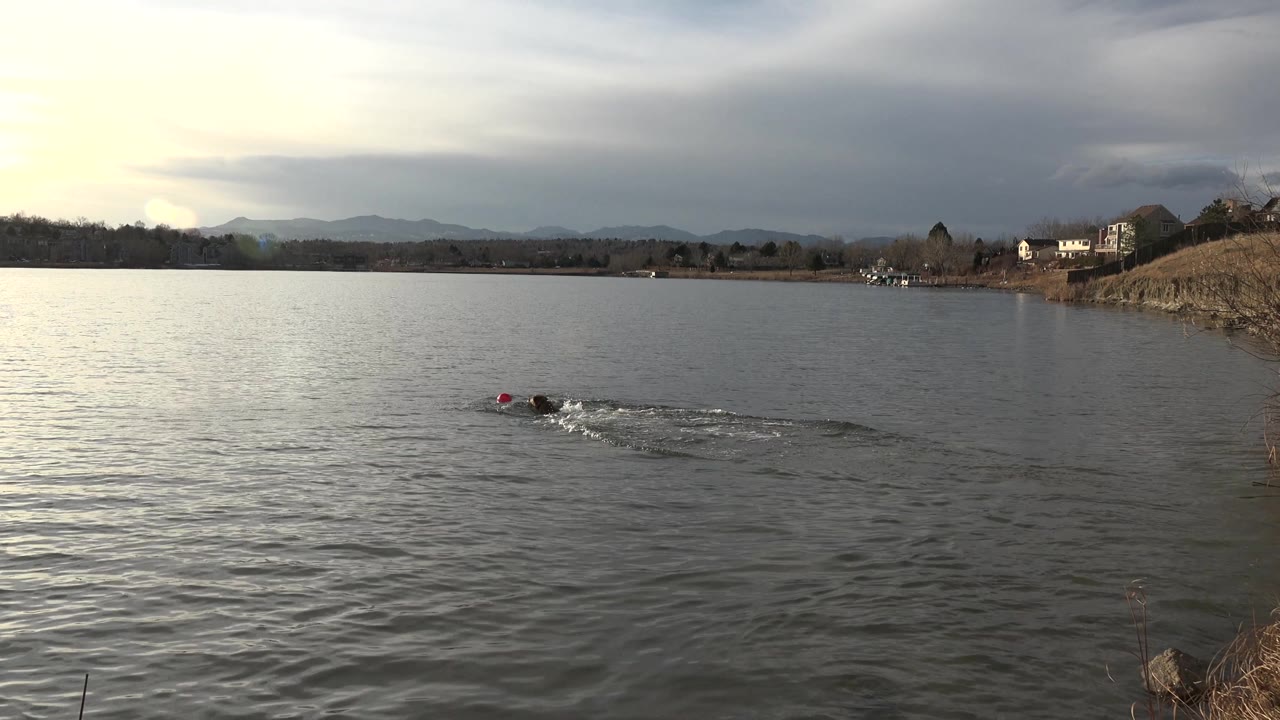Dog swimming across open water under bright cloud glare