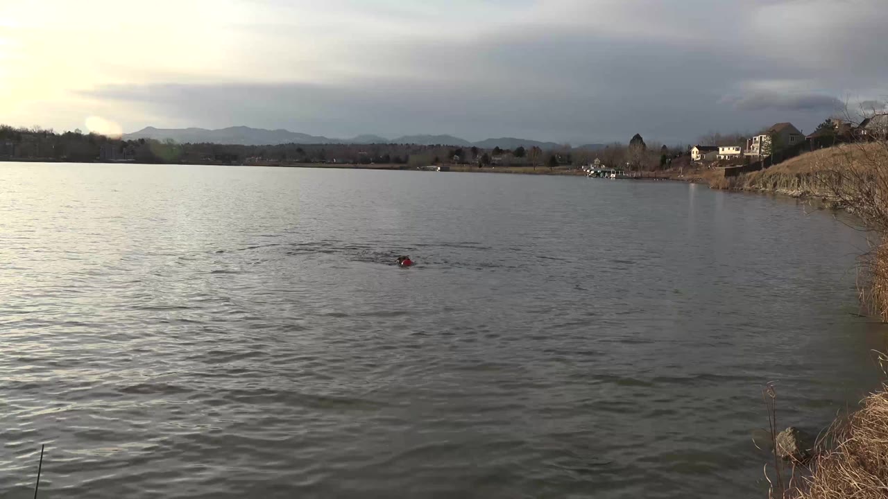 Wide lake view with a dog swimming near the center of the water.