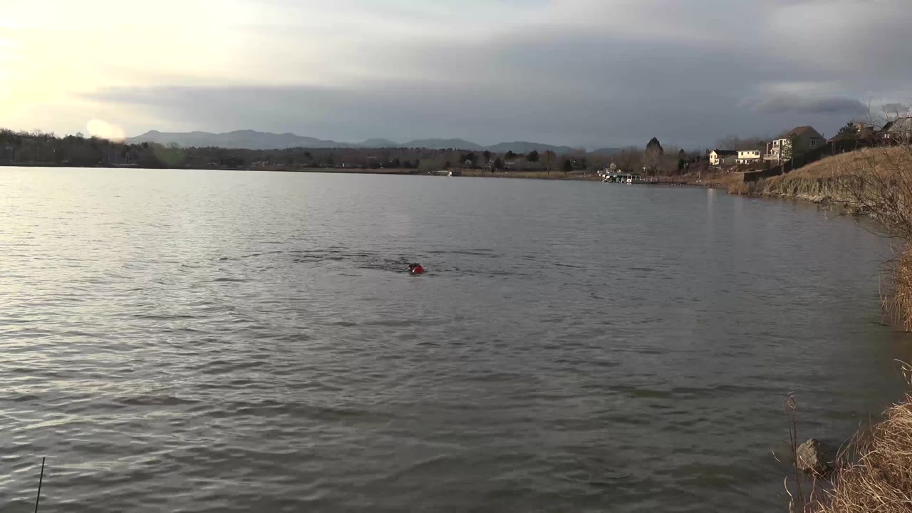 The dog remains mid-lake in Westminster, Colorado, leaving a darker wake across the water while dry reeds and a sloped bank sit at the right edge, with no visible people.