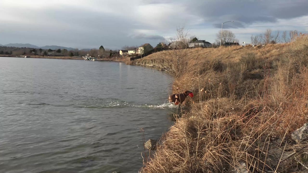 A dog splashes near the edge of a body of water in Westminster, Colorado, with dry grass and rocks in the foreground and no visible people in this frame.