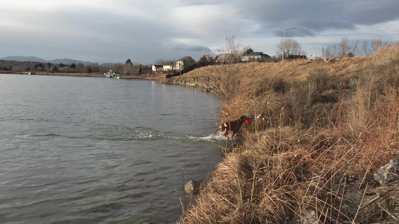 Dog climbing from water near a grassy bank