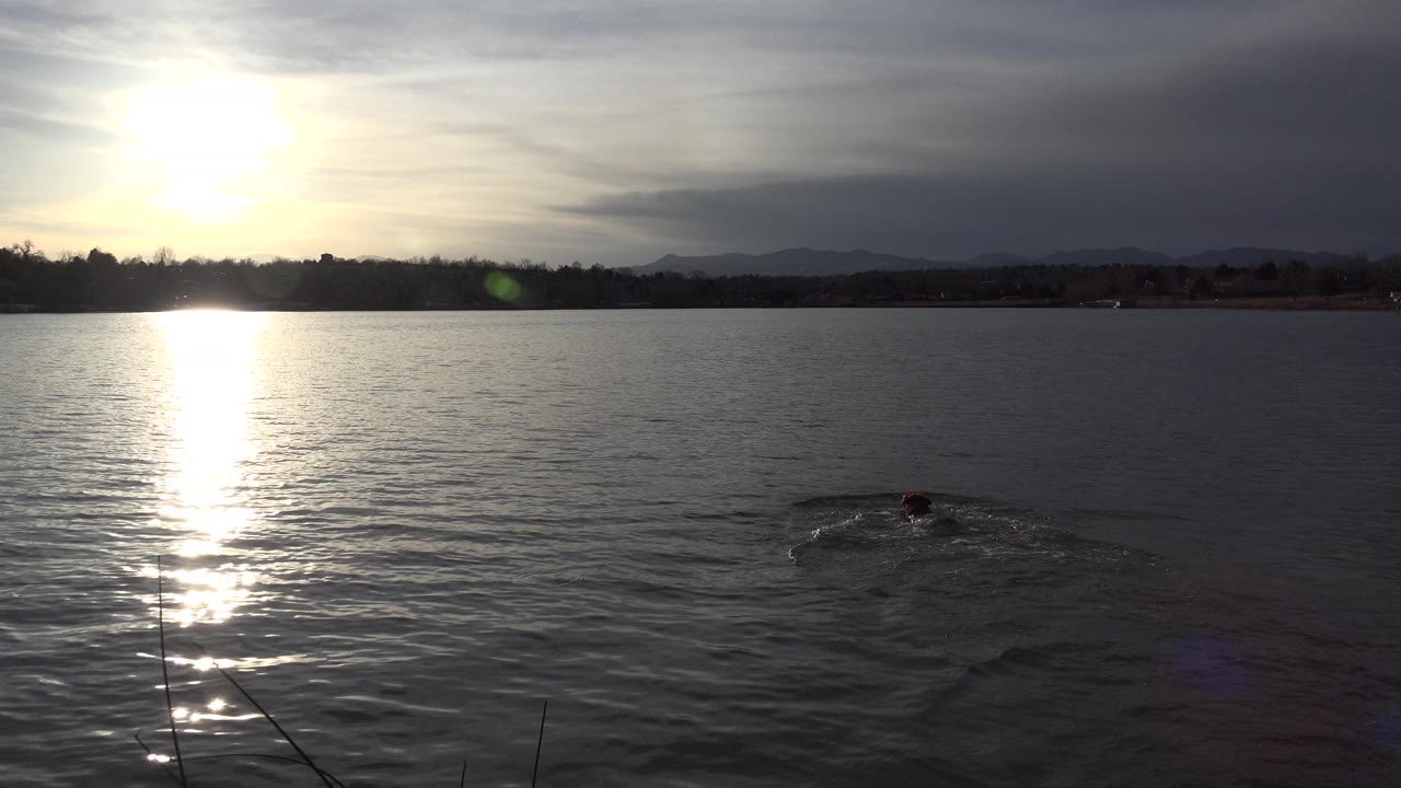 Dog swimming in a lake under bright sun glare.