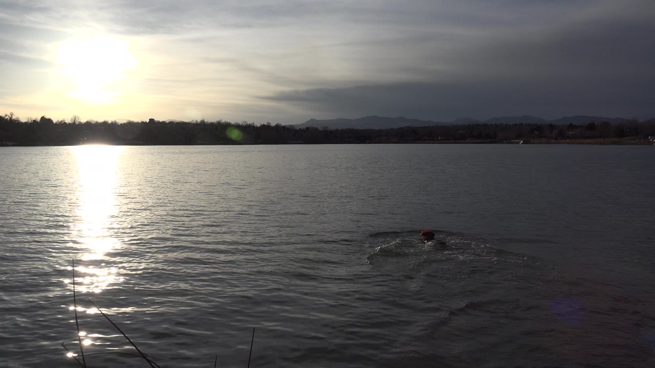 The dog continues swimming across rippled Westminster lake water, with bright glare at left and the distant shore running across the frame with no visible people.