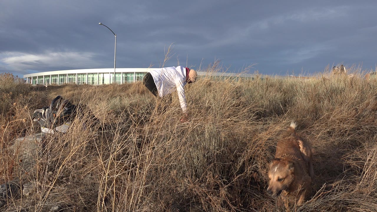 Woman bends in dry grass as a brown dog moves close to the camera.